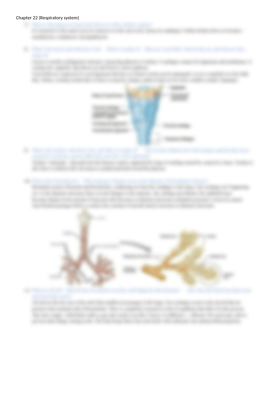 Chapter 22 Study Questions- Respiratory system.docx_dgyb8if8qj4_page2