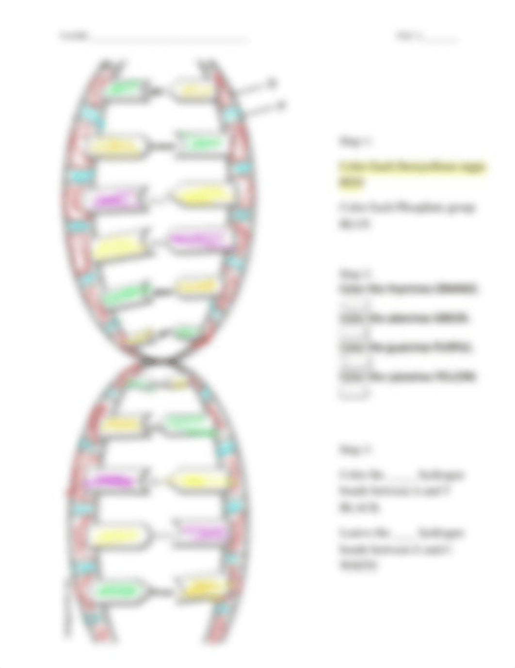 Kami Export -  DNA Structure.pdf_dgyvvffuvhs_page3