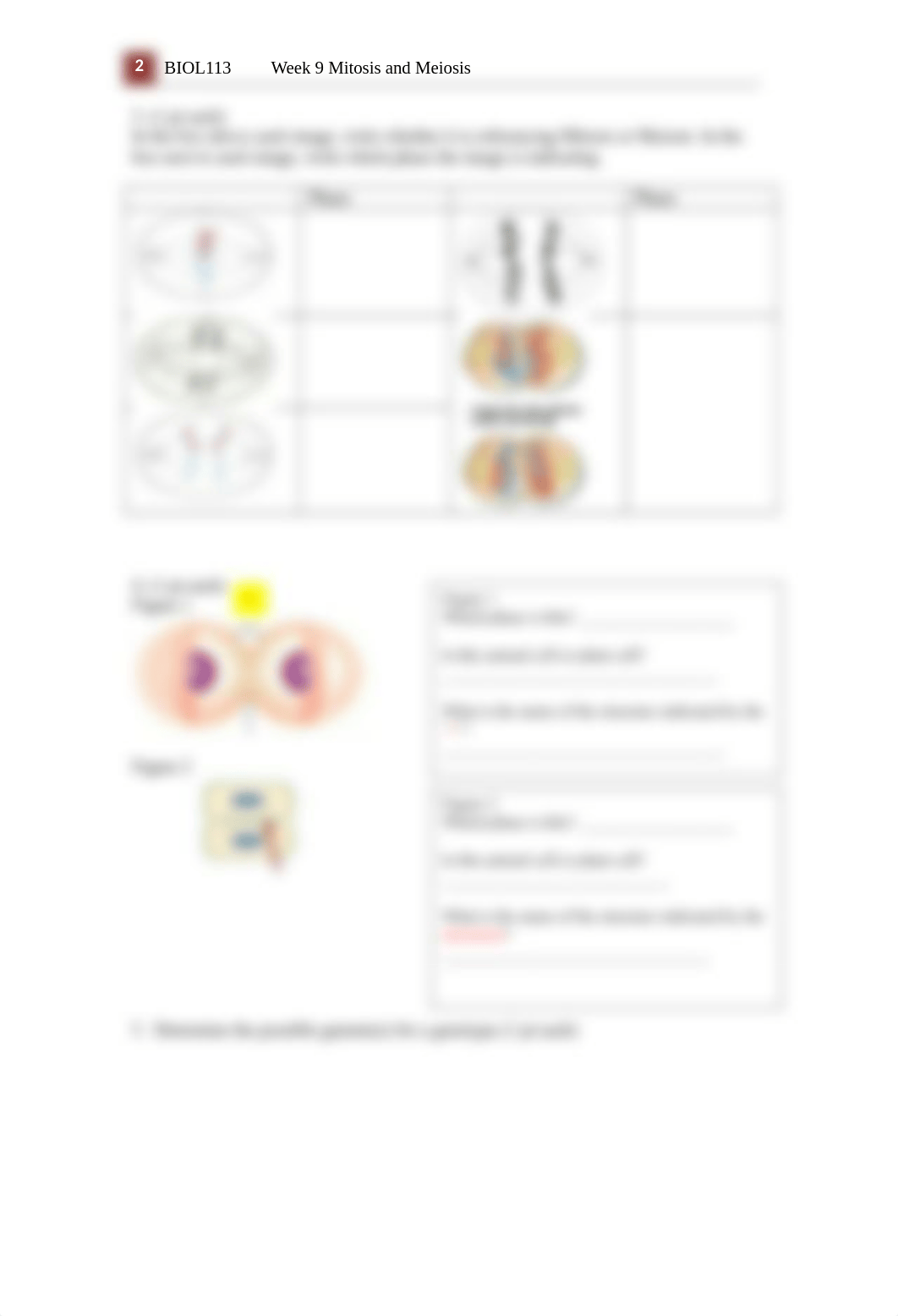 Cell Division Lab Activity (1).docx_dgywfw3elix_page2