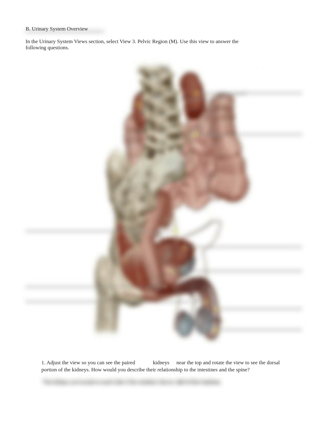 Urinary System Lab.pdf_dh09s1bvvie_page5