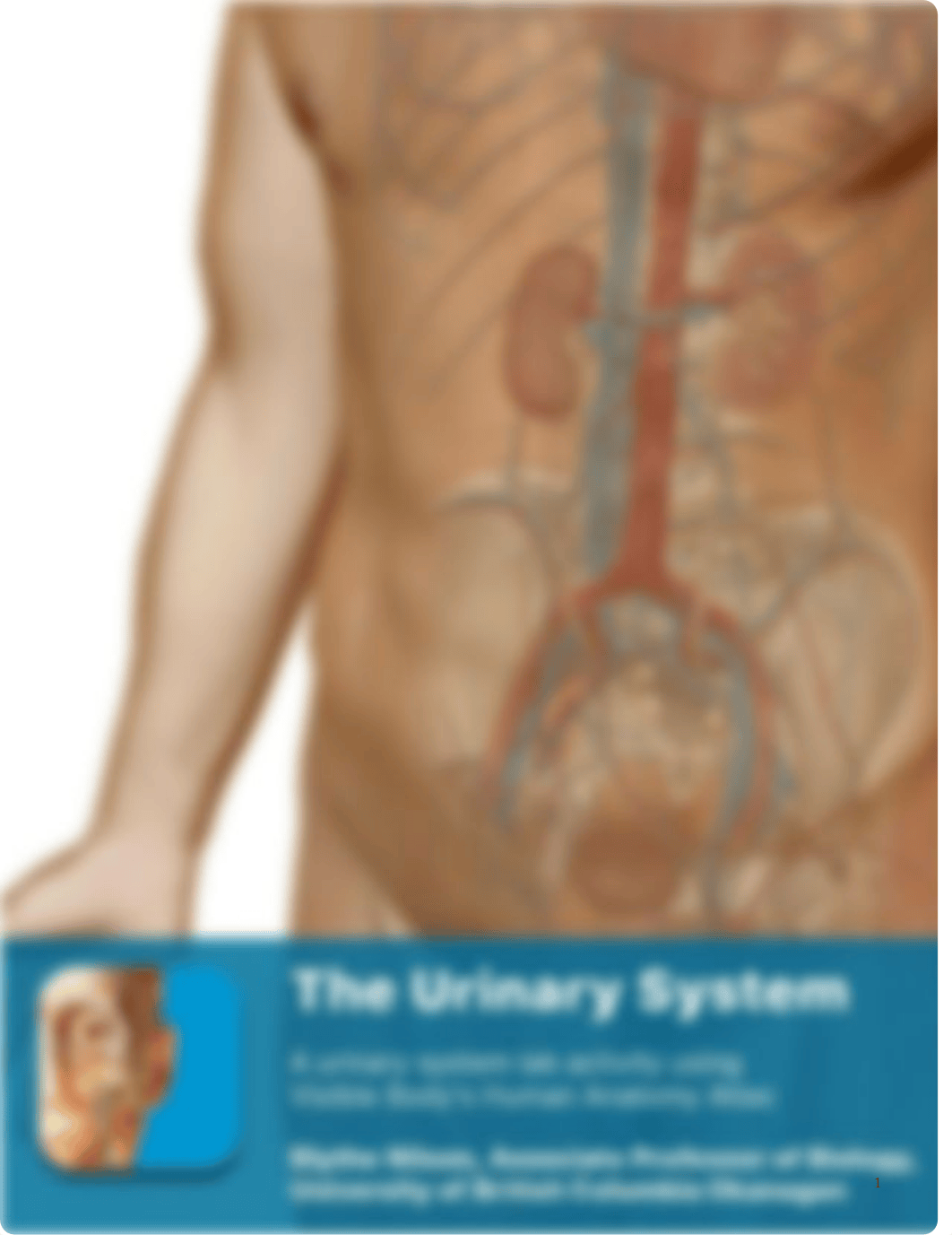 Urinary System Lab.pdf_dh09s1bvvie_page1