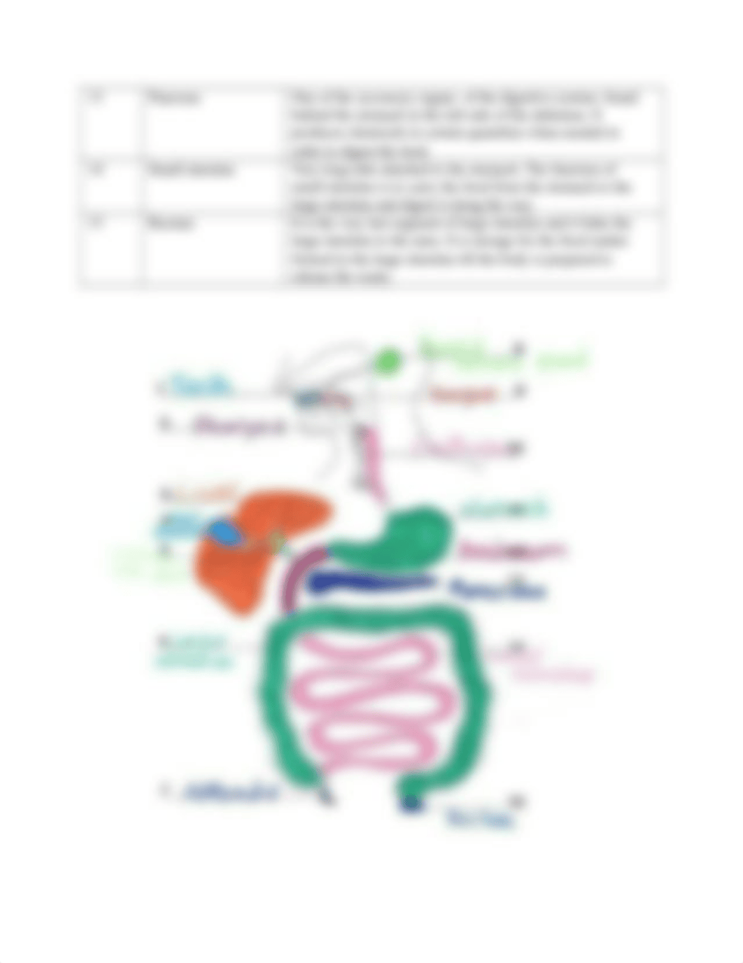 Digestive System Label.docx_dh0dv2h36j3_page3