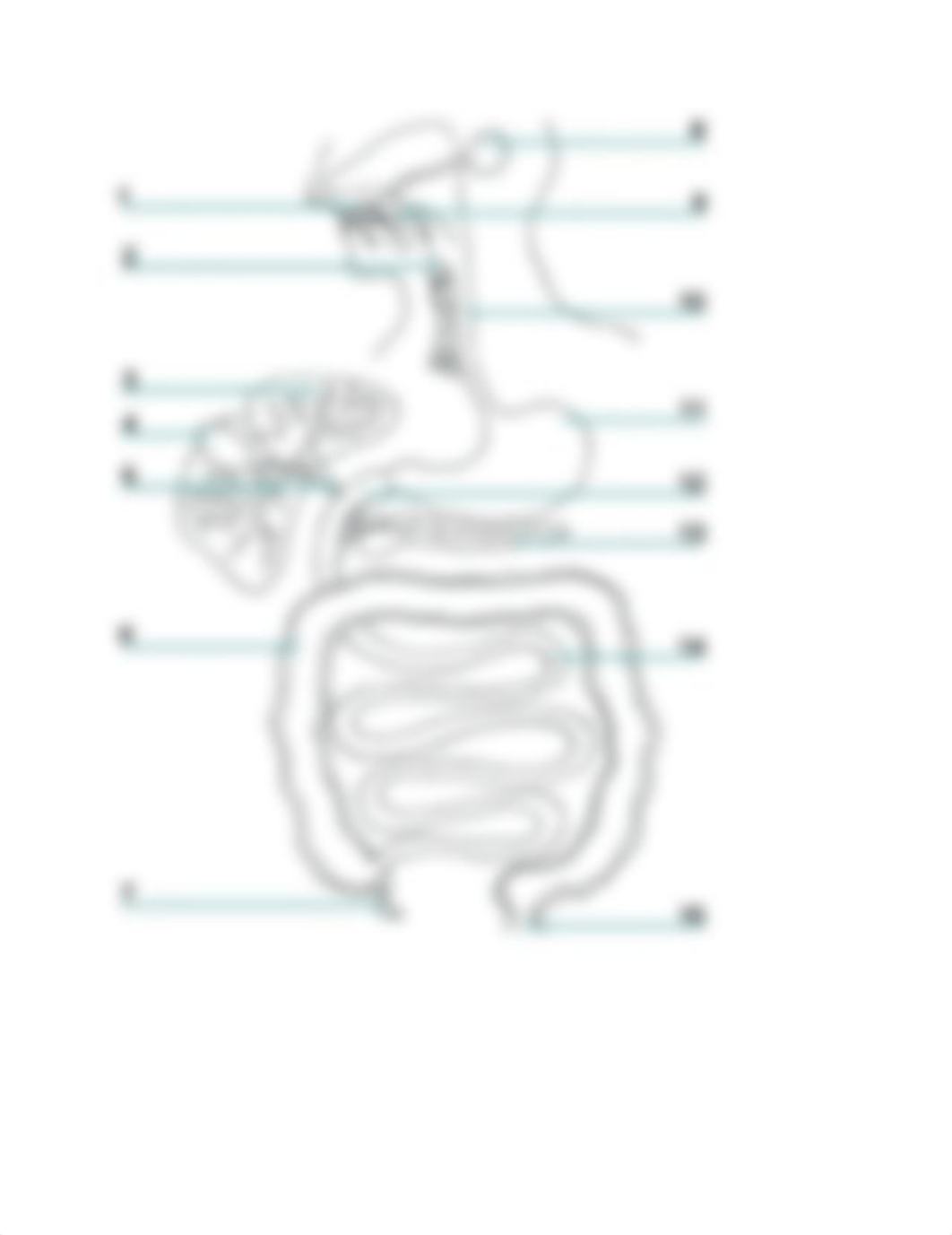 Digestive System Label.docx_dh0dv2h36j3_page1