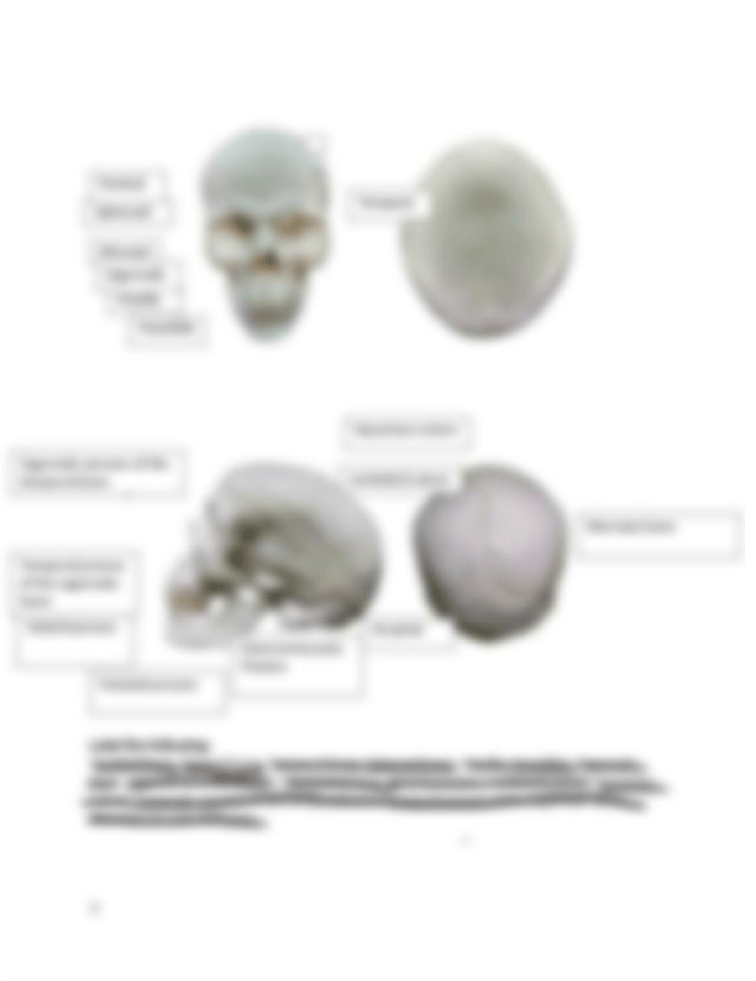 Bone Naming.docx_dh1cfbub6ag_page3