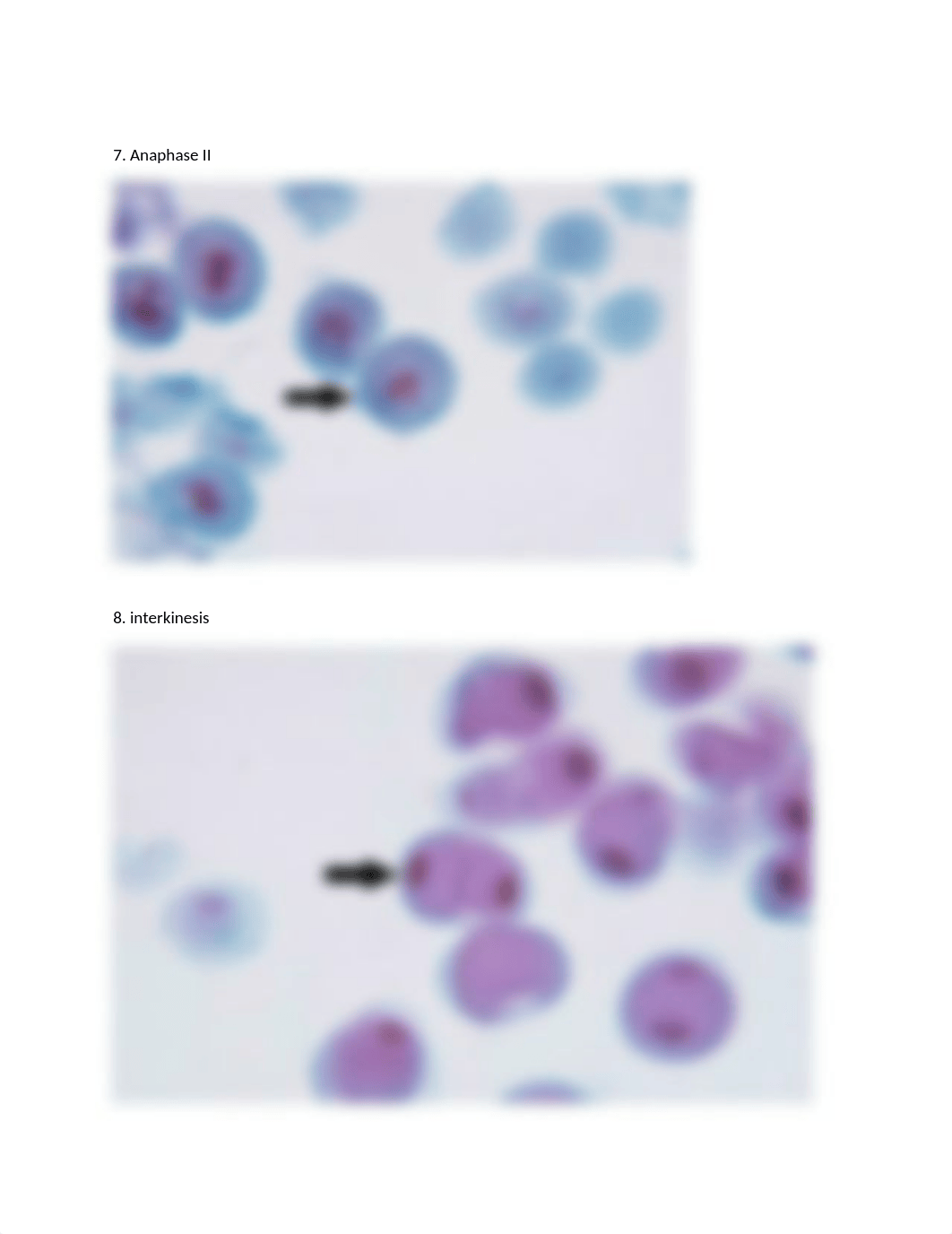 Meiosis makeup lab word .docx_dh1fsc9e6z1_page4