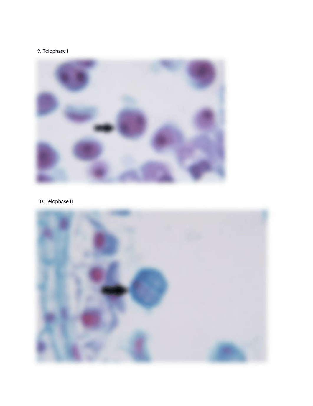 Meiosis makeup lab word .docx_dh1fsc9e6z1_page5