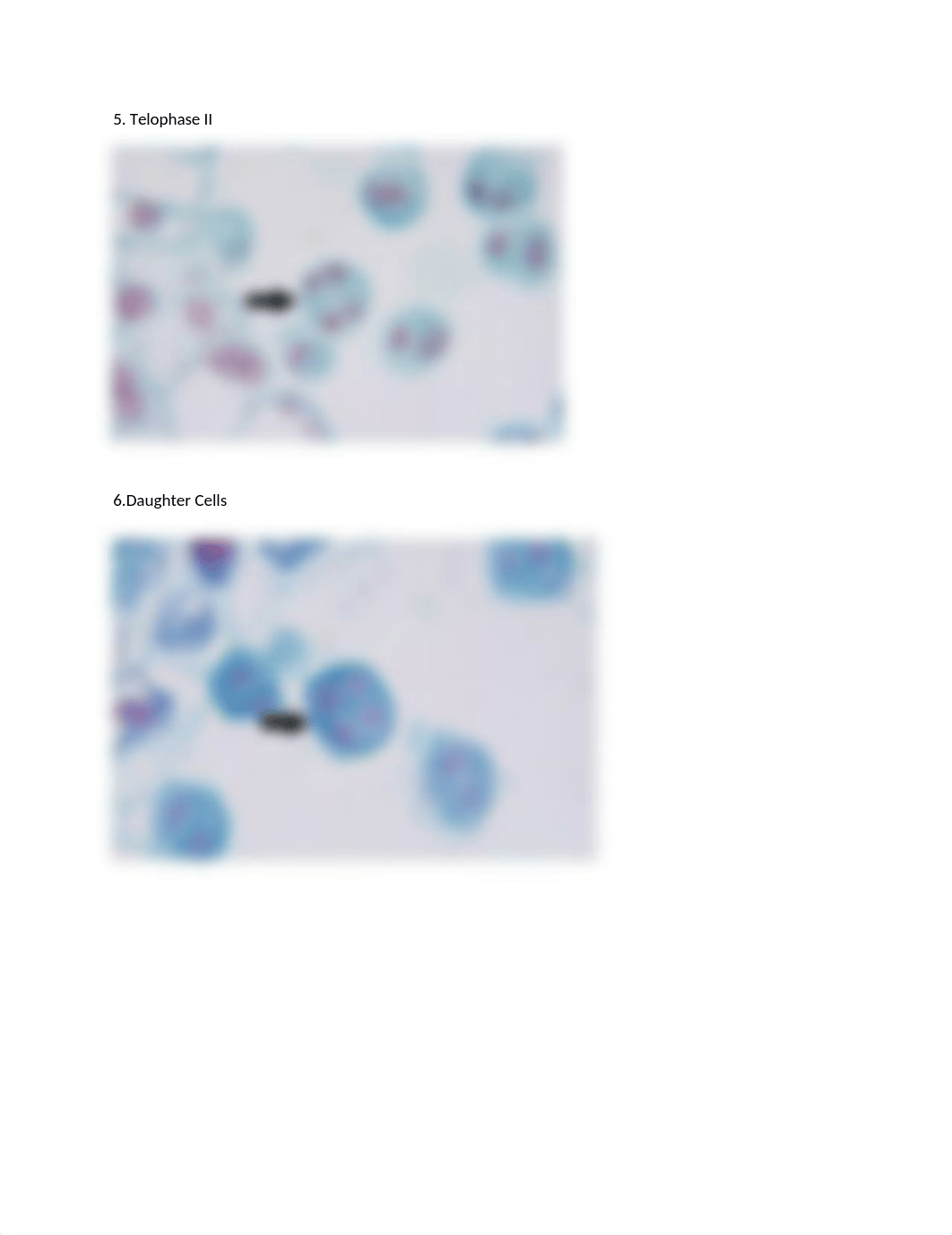 Meiosis makeup lab word .docx_dh1fsc9e6z1_page3