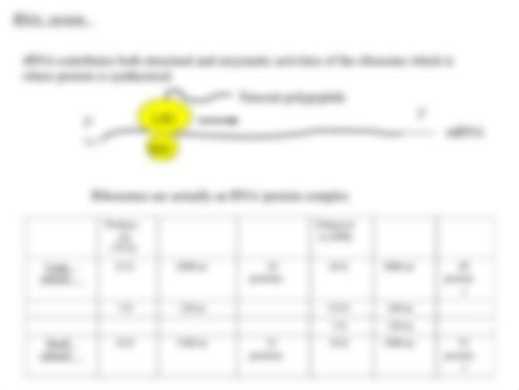 lecture 8 RNA isolation.ppt_dh1p50xkzzp_page5