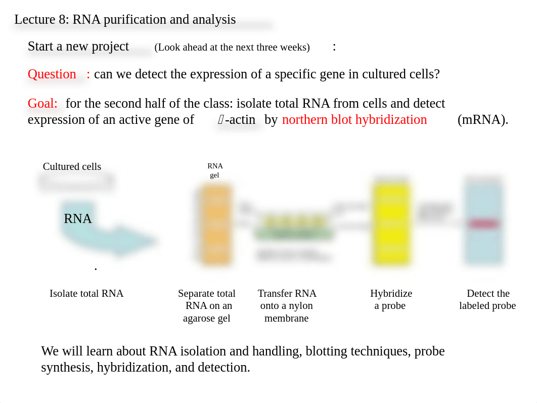 lecture 8 RNA isolation.ppt_dh1p50xkzzp_page3