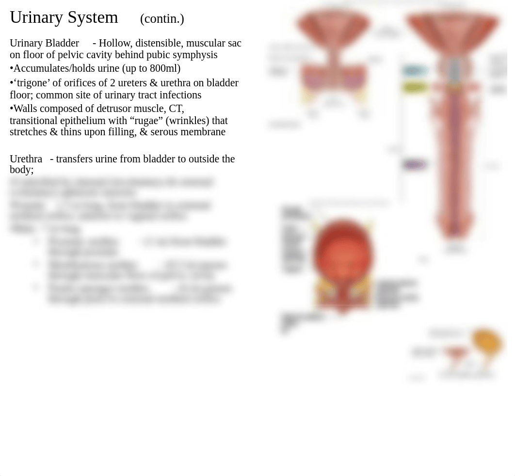 AP2  Urinary_dh1wg3a9eid_page3