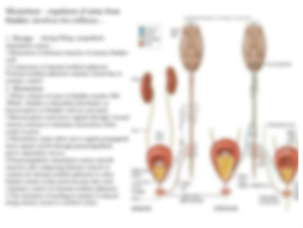 AP2  Urinary_dh1wg3a9eid_page4