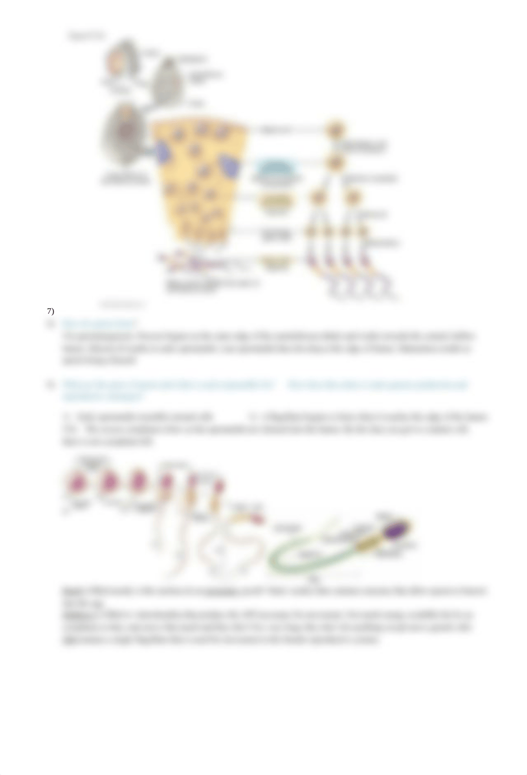 Chapter 27 Study Questions- Reproductive system.docx_dh3kwsnl54a_page2