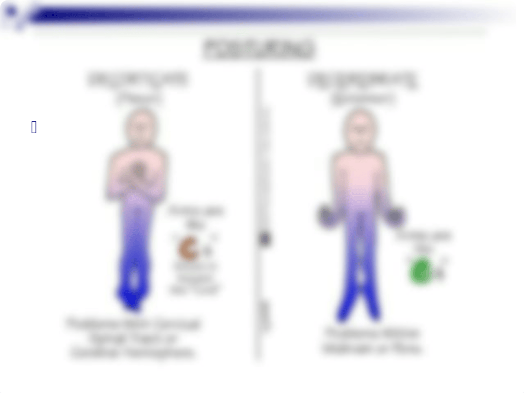 Neuro Part II _ QUIZ 3 Material.ppt_dh3l2at4k60_page2