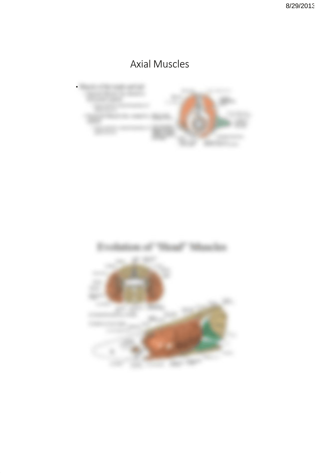 Evolution of Vertebrate Muscular System_dh40hwzh3s0_page4