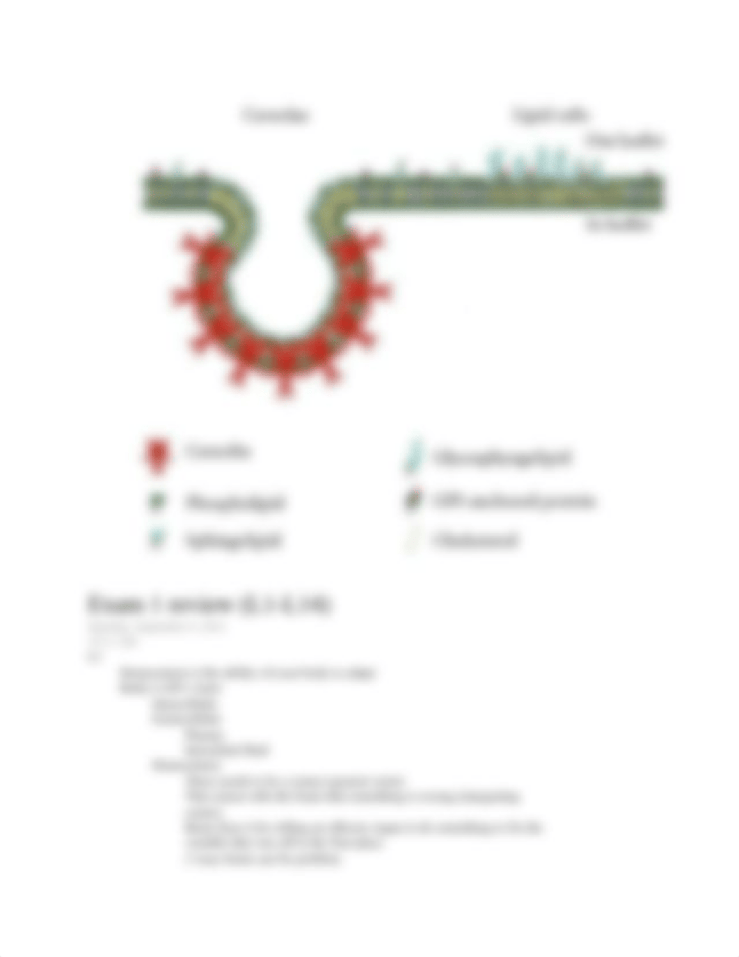 PHYSIOLOGY NOTES (fall '18).docx_dh41qy80898_page3