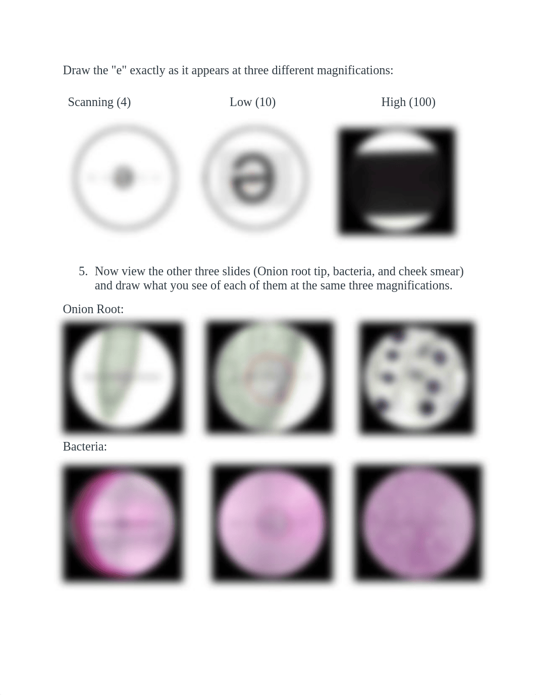 Microscope and Cells Worksheet.pdf_dh4tugzqdk0_page2