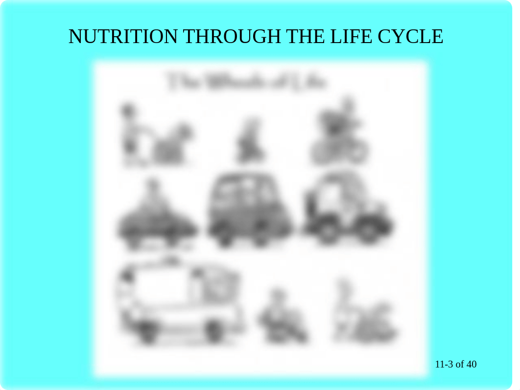 DNT 200 Module 11, Nutrition Through the Life Cycle Part 2.ppt_dh58wjligq7_page3