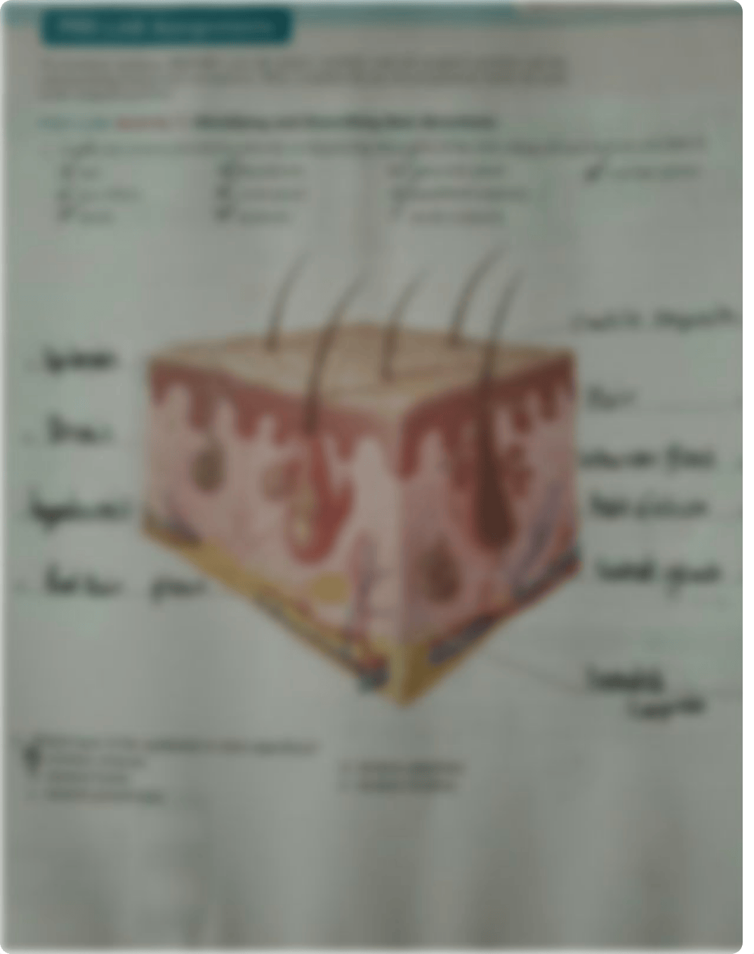 integumentary pre-lab.pdf_dh59udxrad0_page1