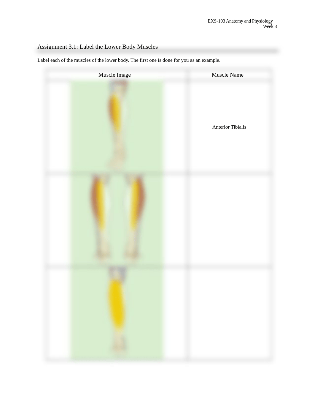 Assignment_3.1_Label_Muscles_Lower_Body.docx_dh5zy7j1v1j_page1