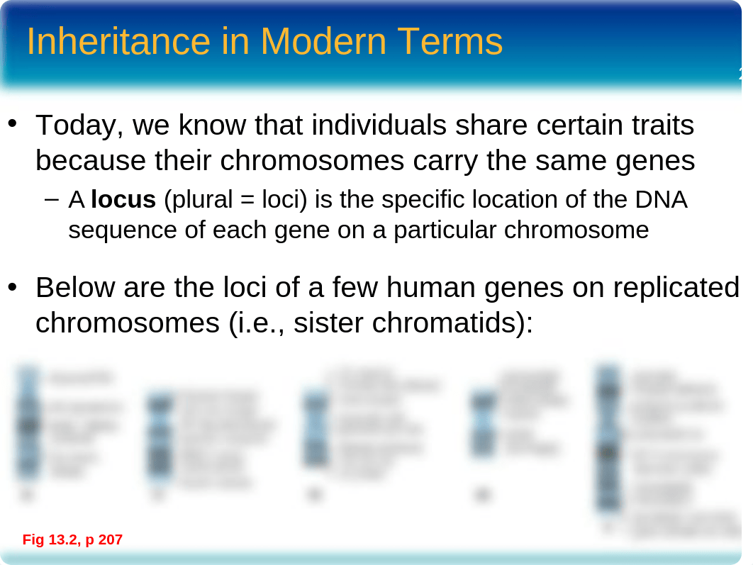 chapter13_observing patterns in inherited traits_F16_Moodle_dh620u1axjt_page2