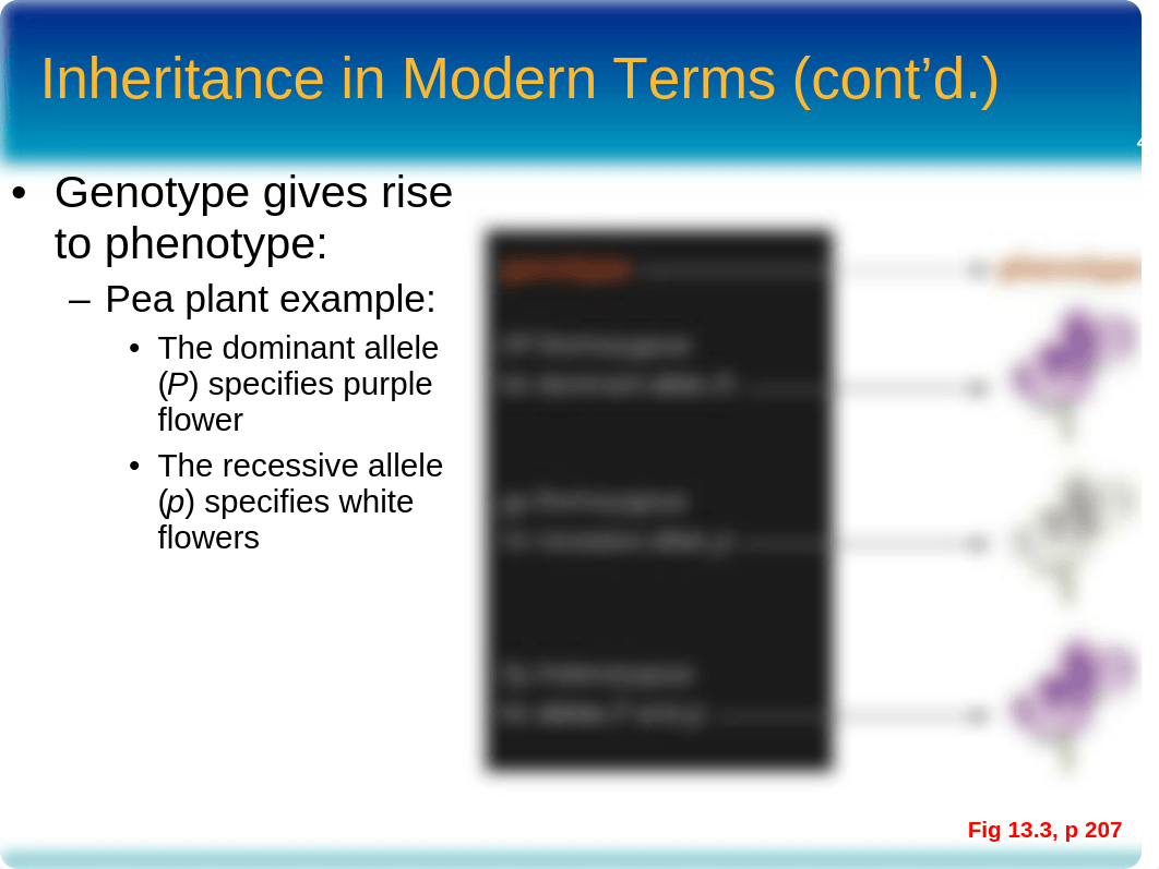 chapter13_observing patterns in inherited traits_F16_Moodle_dh620u1axjt_page4