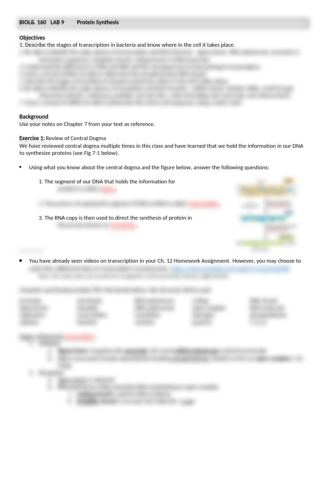 Lab 6 Protein Synthesis.docx_dh7xy4x1yzb_page1