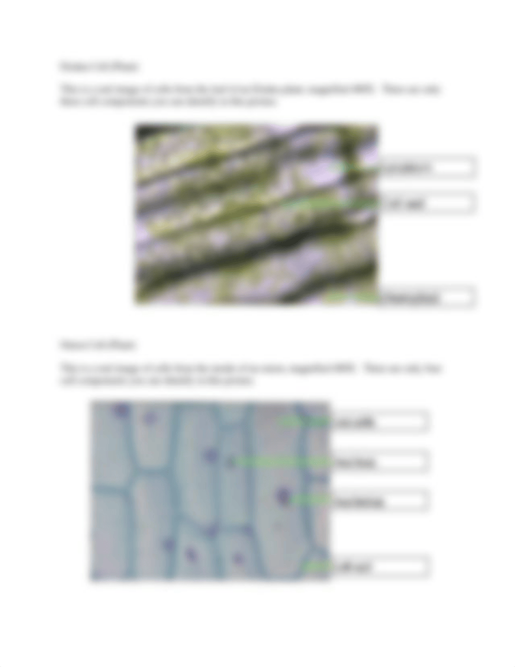 CELL ANATOMY WORKSHEETT.pdf_dh80z4ef20x_page3