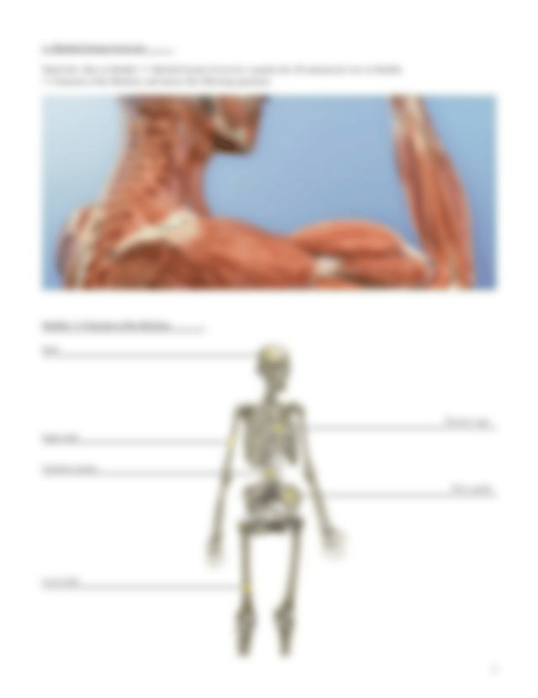 appendicular skeleton lab manual.pdf_dh8ealq49nn_page3