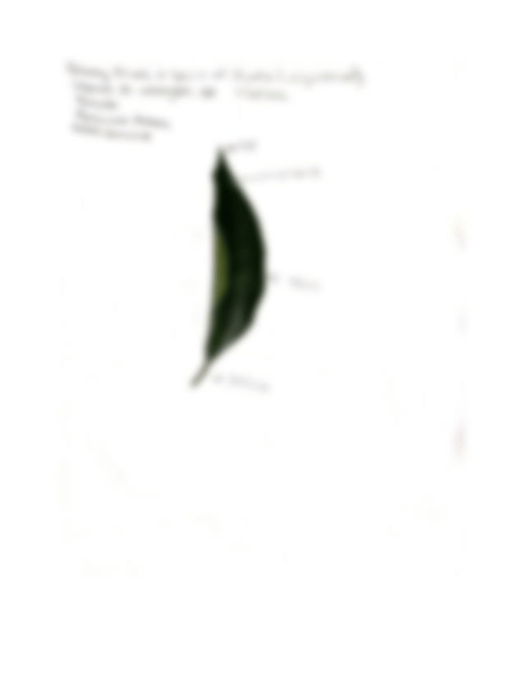 Leaf Collection Final Project.docx_dh8lqx1zht4_page4