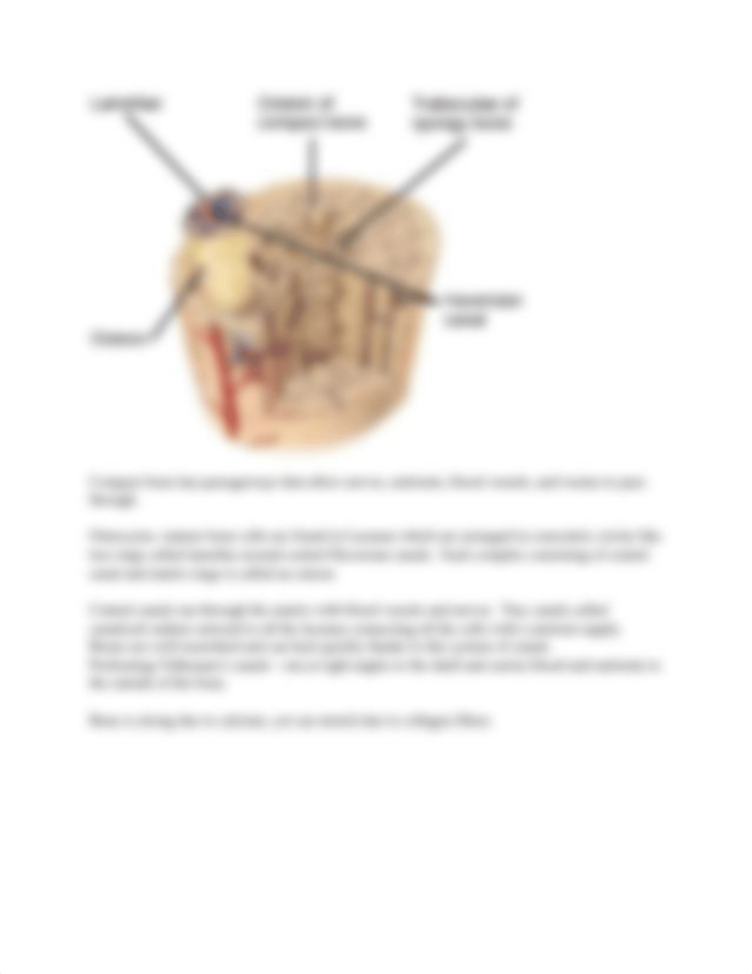 Chapter 5 Notes  The Skeletal System (1).docx_dh8zsxvfhrh_page3