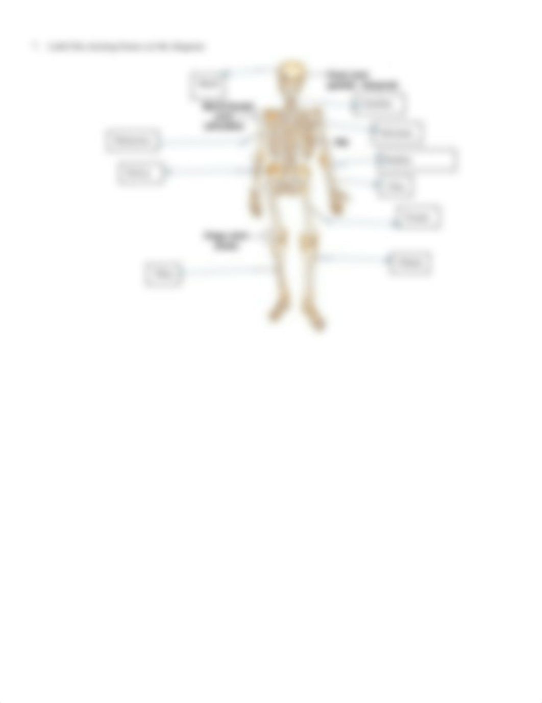 skeletal_system_webquest.docx_dh96rfalh4j_page2