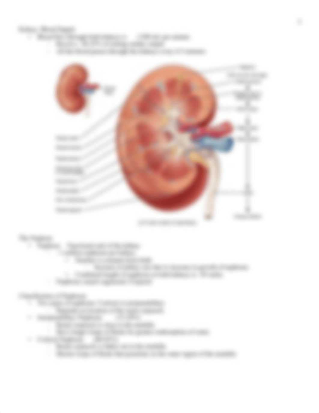 Urinary System.pdf_dh9n053zkys_page3