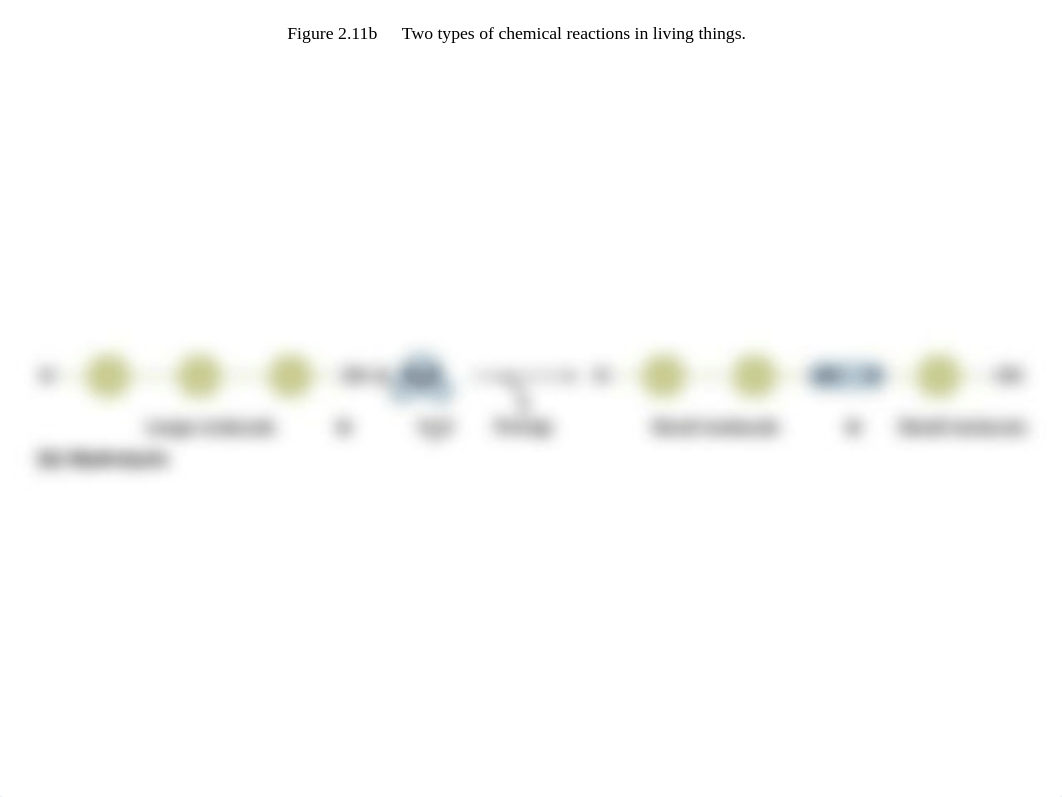 Bio3_S17_Final_Review_Ch1-19_dhaiixuihtj_page5