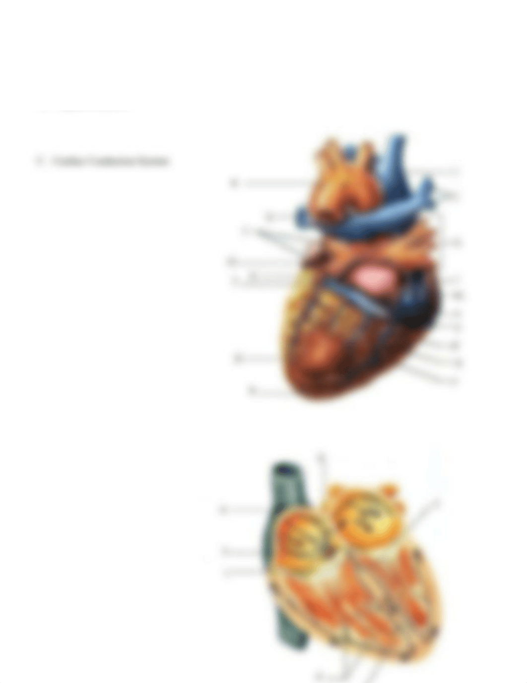 Heart DIssection and Worksheet (3) 2.pdf_dhajjs8iimf_page3