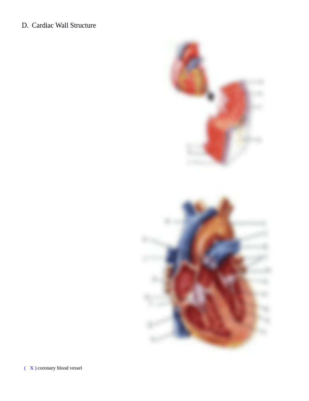 Heart DIssection and Worksheet (3) 2.pdf_dhajjs8iimf_page5