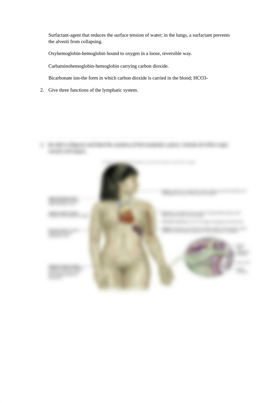 Anatomy & Physiology Study guide Chapter 13-14.docx_dhaw2lat6sx_page2