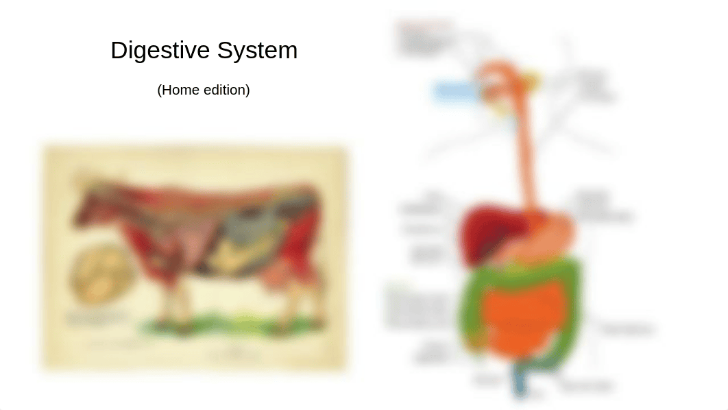 Carlos Bernal-Romero - Digestive System Notes Part 1 - 3683056.pptx_dhb0o8kx4kq_page1