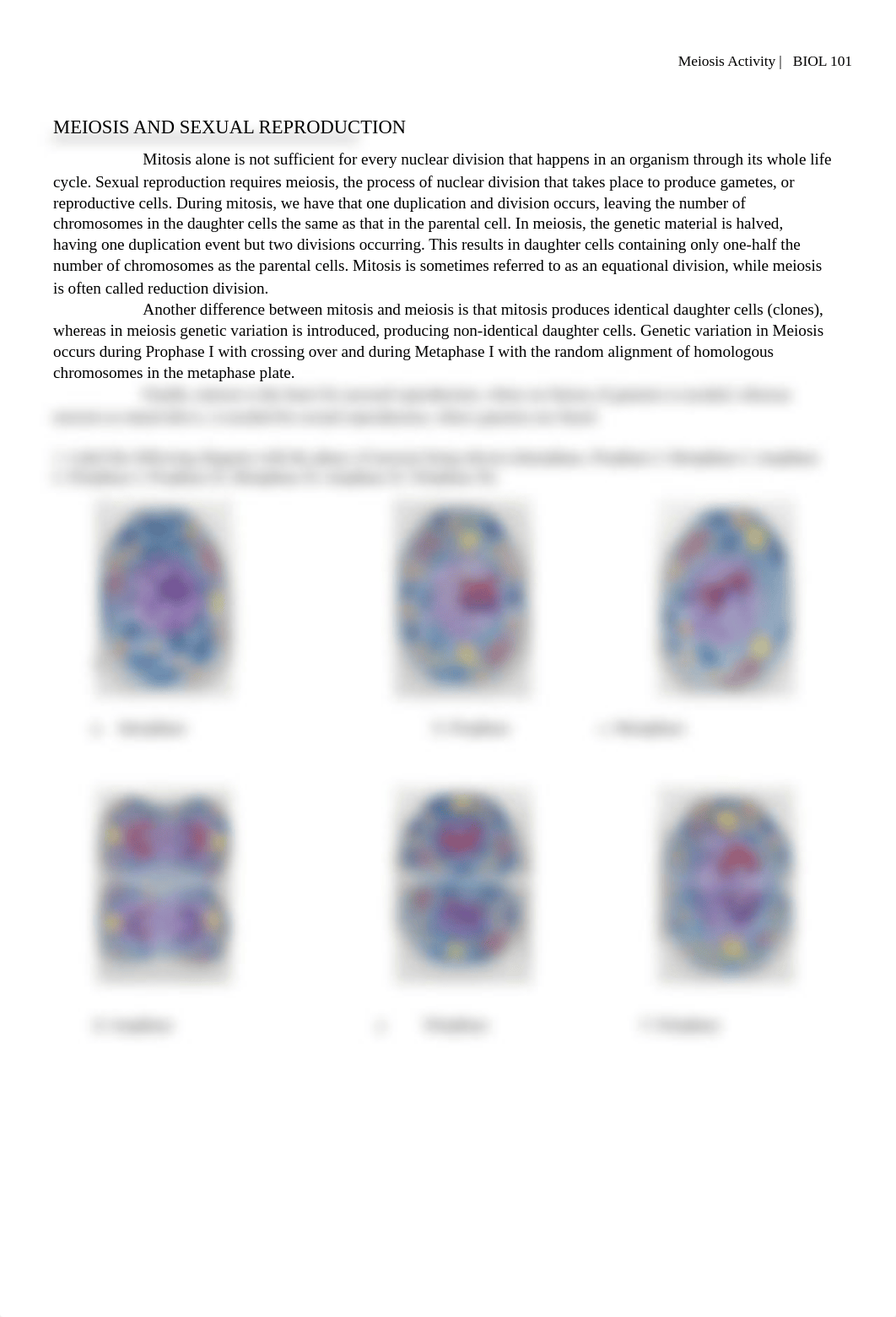 BIOL-101 - Meiosis Activity worksheet (1) Briana Ramirez .pdf_dhbaollhd9x_page1