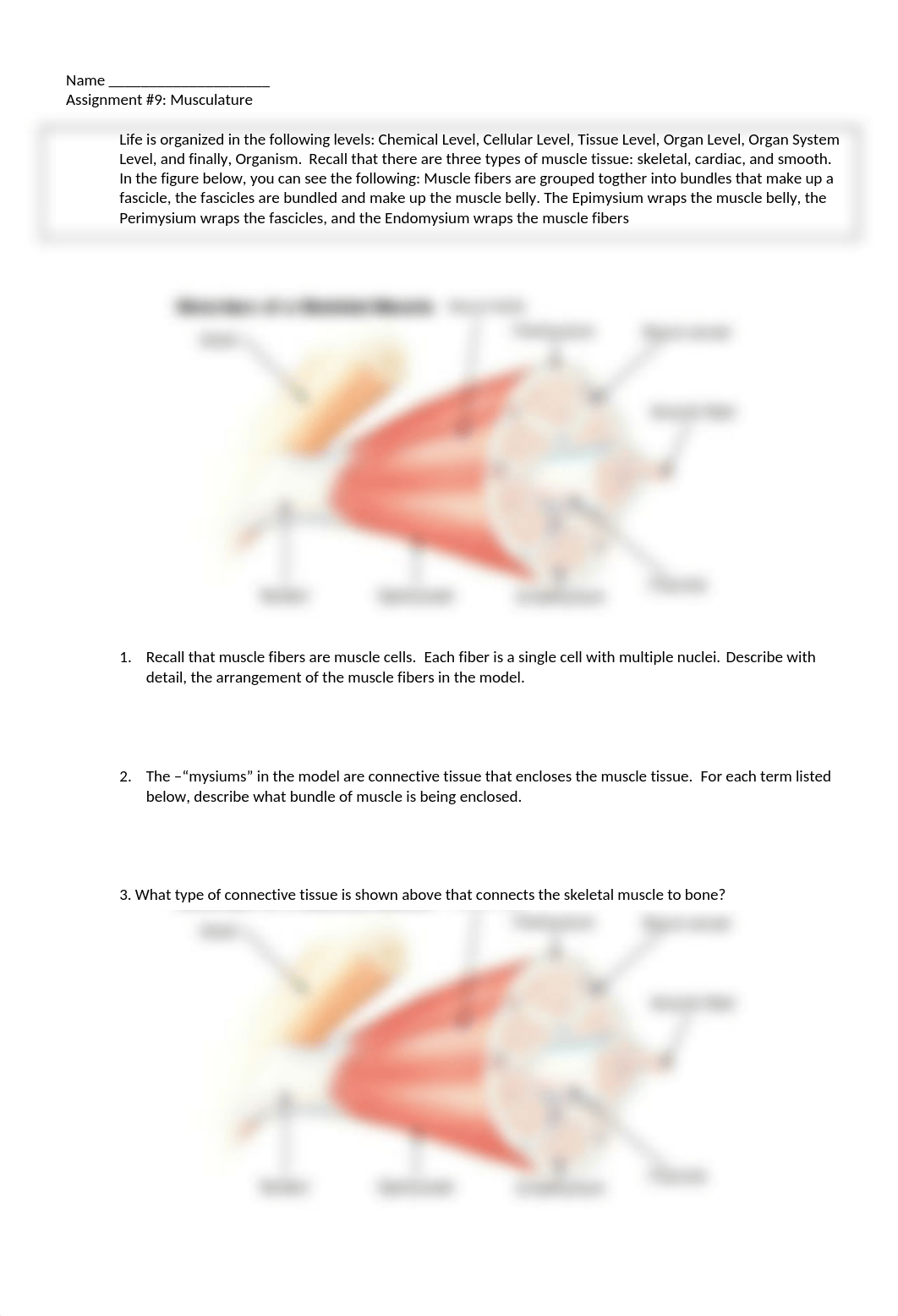 Assignment 9- muscles (1).doc_dhbj6wfw2jx_page1