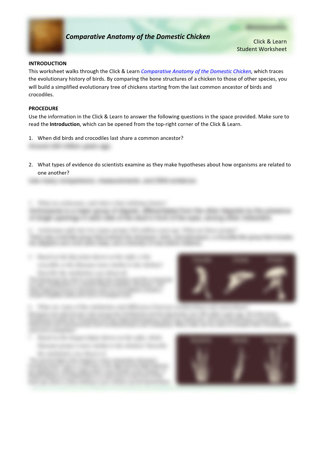 Comparative Anatomy of the Domestic Chicken Student Worksheet.pdf_dhbmtrlhkhw_page1