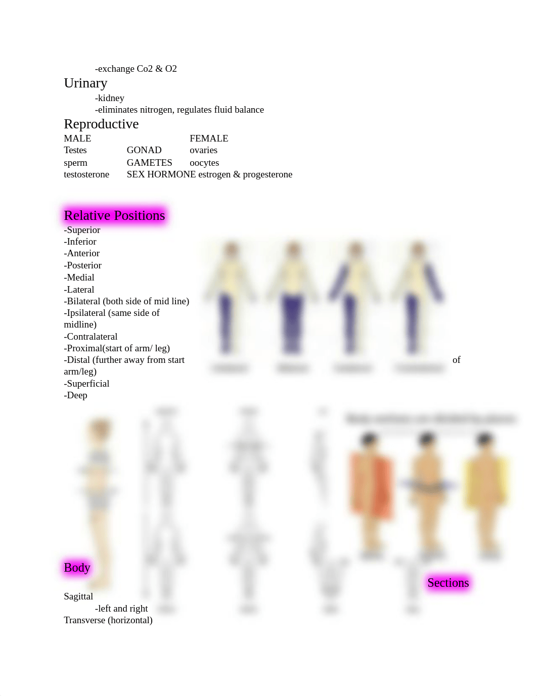 Biology 185 Semester List of  Structures.docx_dhc1pj7ugig_page3