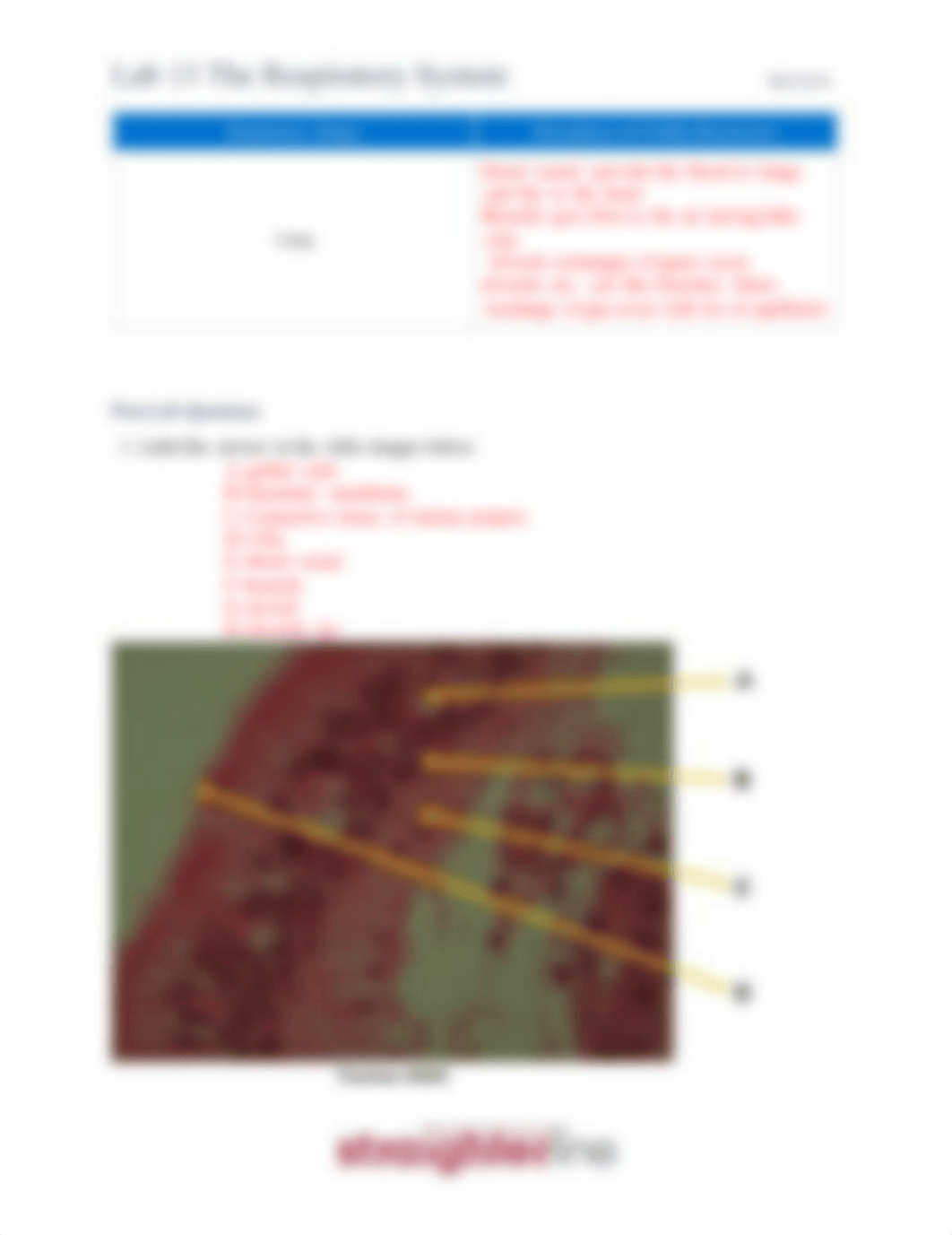 Lab 13 The Respiratory System.pdf_dhcebnzebua_page2