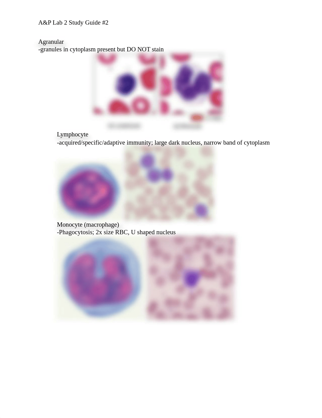 A&P Lab 2 SG#2.docx_dhd8r9v5nke_page4