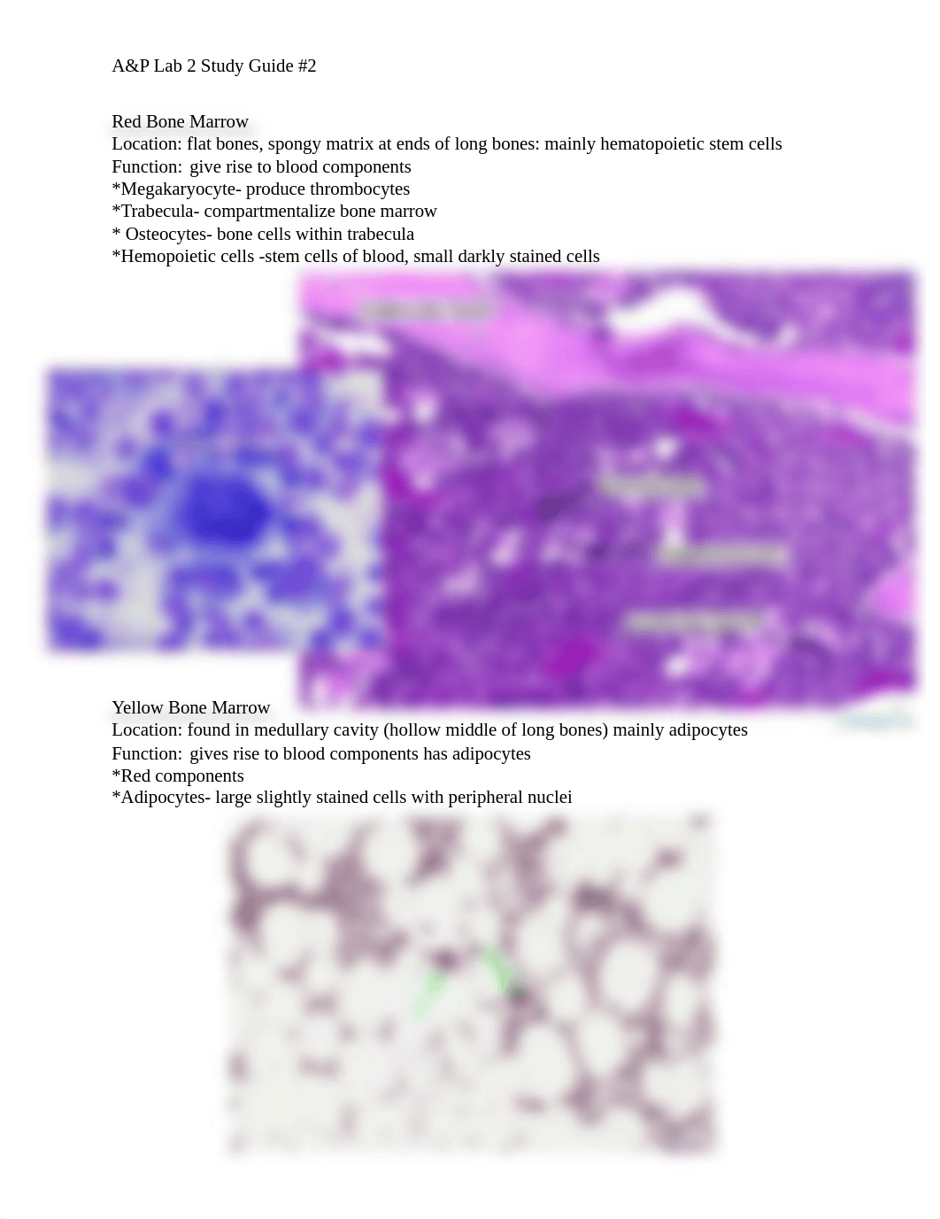 A&P Lab 2 SG#2.docx_dhd8r9v5nke_page1