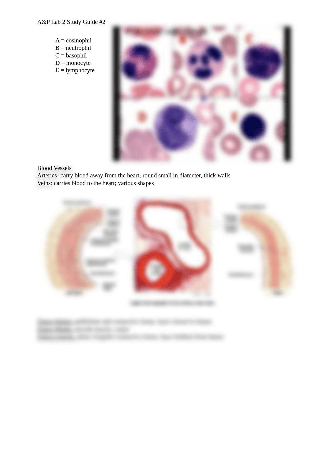 A&P Lab 2 SG#2.docx_dhd8r9v5nke_page5