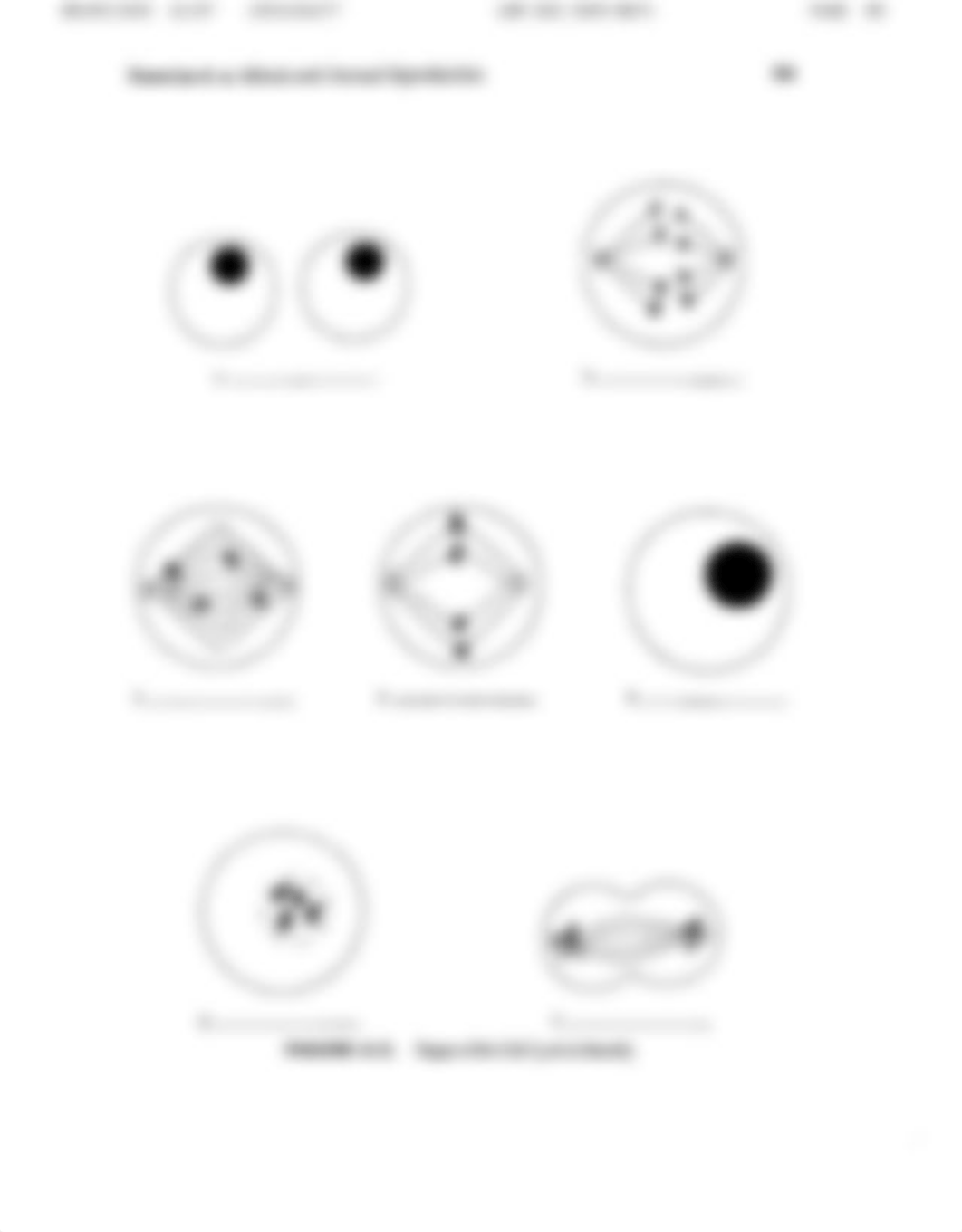 Lab 5 Mitosis and Asexual Reproduction.pdf_dhd9v1nwmuz_page5