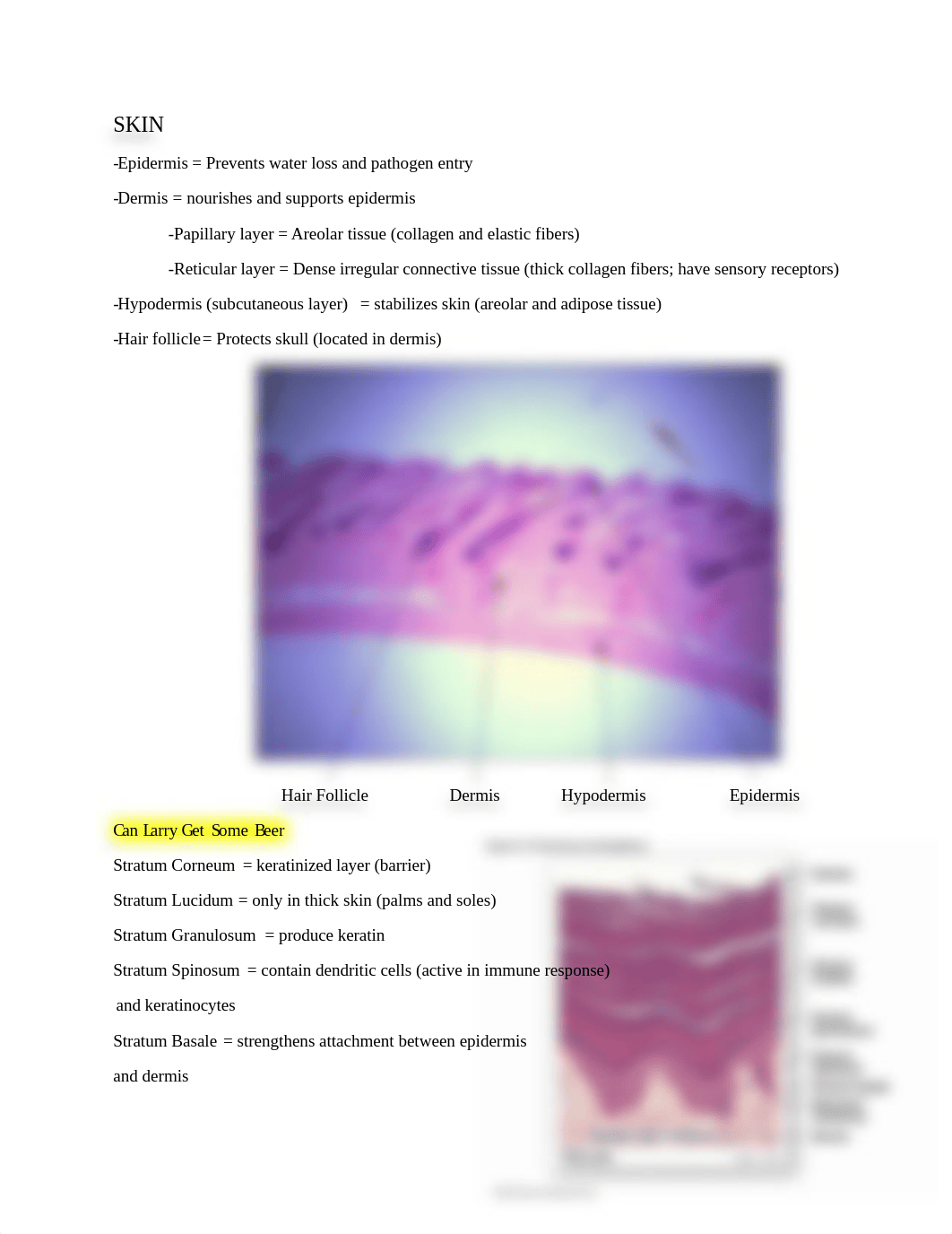 Anatomy lab exam 1.docx_dhdcae6qo7c_page2