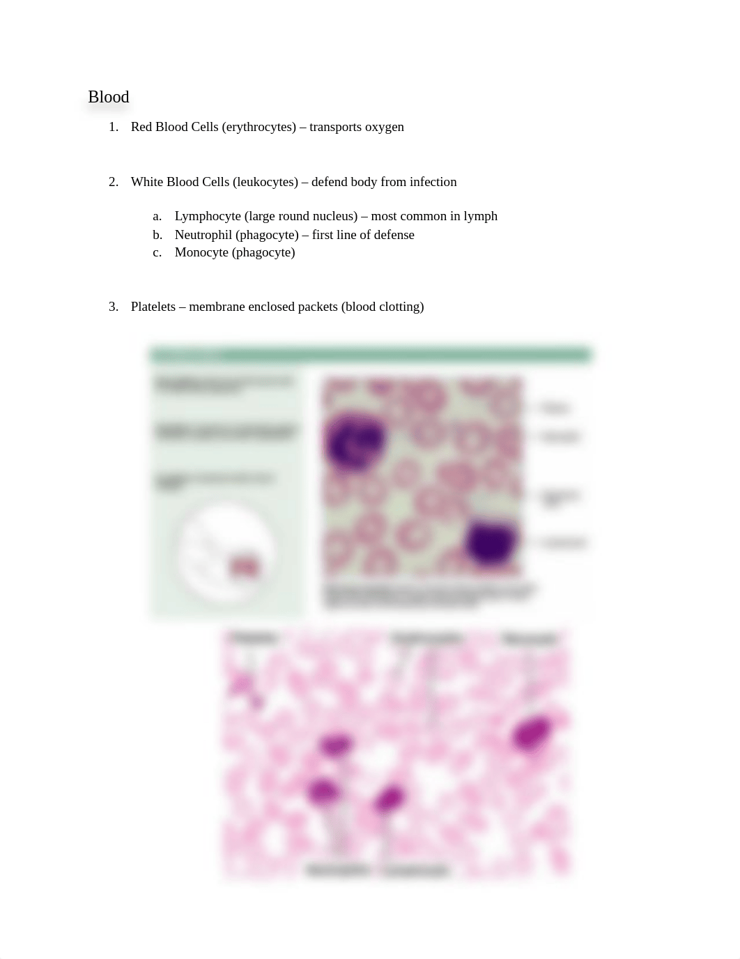 Anatomy lab exam 1.docx_dhdcae6qo7c_page4