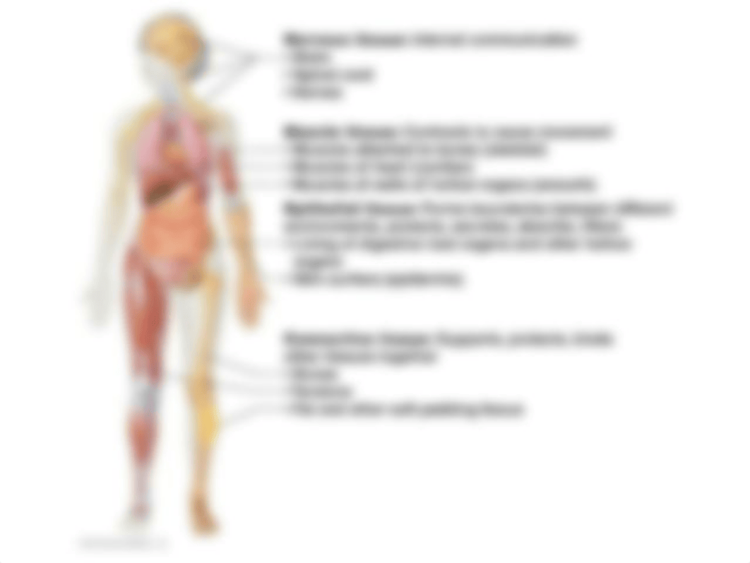 Exercise 4 Diagrams Labeled Tissues.pptx_dhdgwkd1rpp_page2