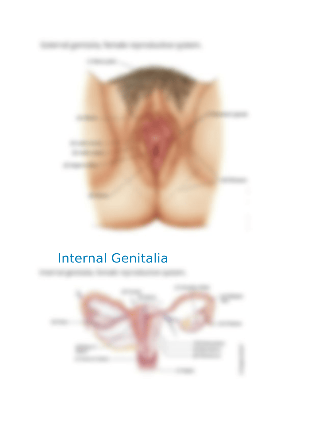 Female Reproductive System.docx_dhdht158br9_page2